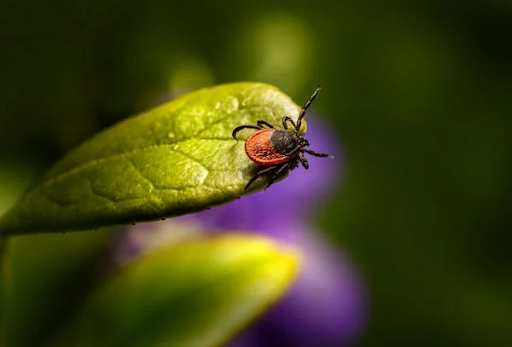 prevent Common Garden Pests in Florida